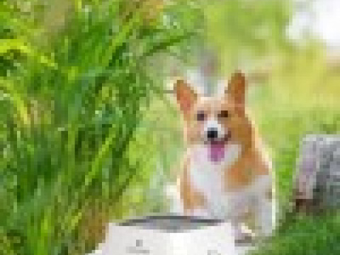 Bol d'eau pour animaux de compagnie O