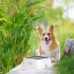 Water Bowl O