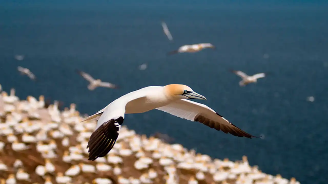 3-Day Gaspé Peninsula Tour from Montreal | Percé Rock, Bonaventure Island & Gardens