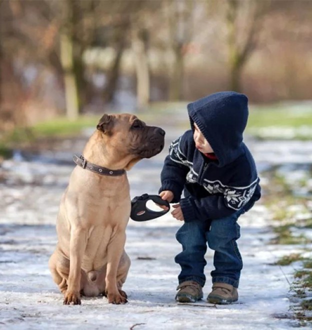 These Are the 5 Best U.S. Cities for Dogs