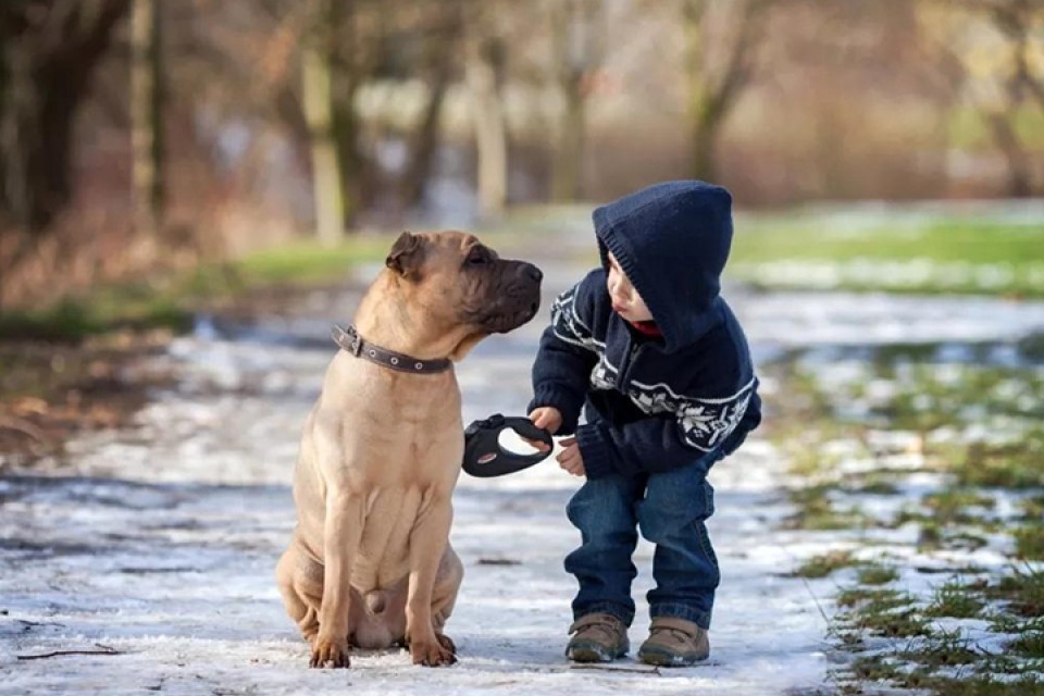 These Are the 5 Best U.S. Cities for Dogs